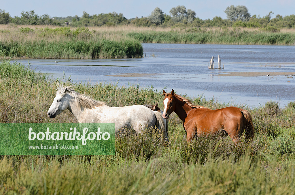 557263 - White horse with brown foal, Camargue, France