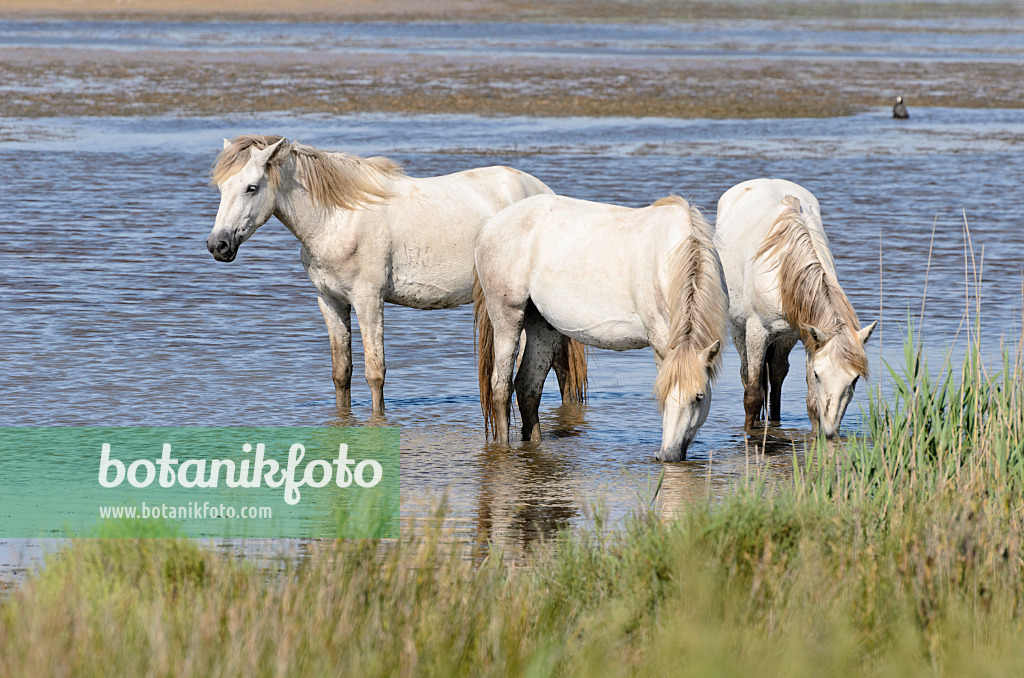 557264 - White horses, Camargue, France