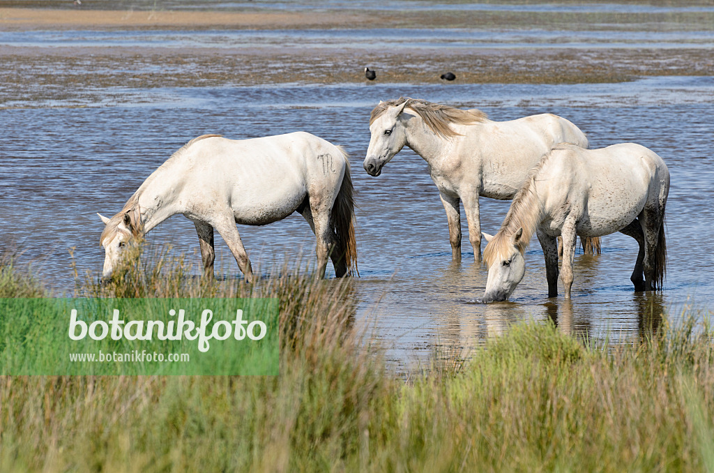 557265 - White horses, Camargue, France