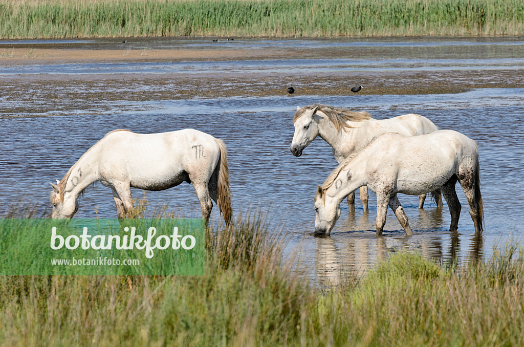 557266 - White horses, Camargue, France