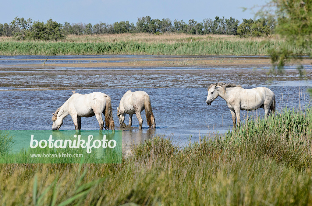 557267 - White horses, Camargue, France