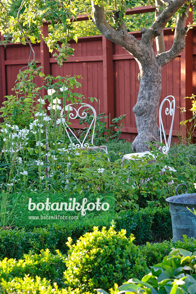 475274 - White iron garden chairs under an apple tree in front of a red wall