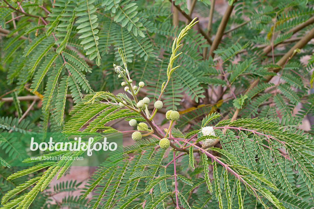 573100 - White leadtree (Leucaena leucocephala)