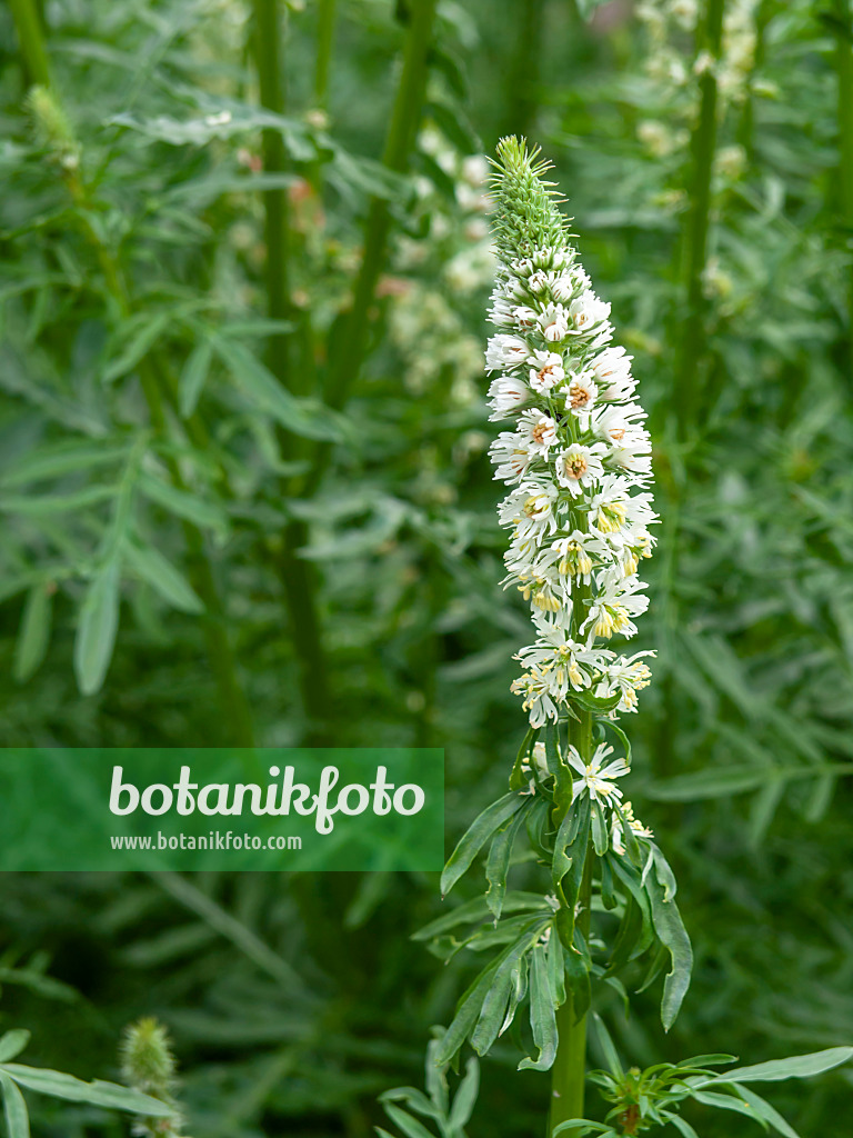 448085 - White mignonette (Reseda alba)