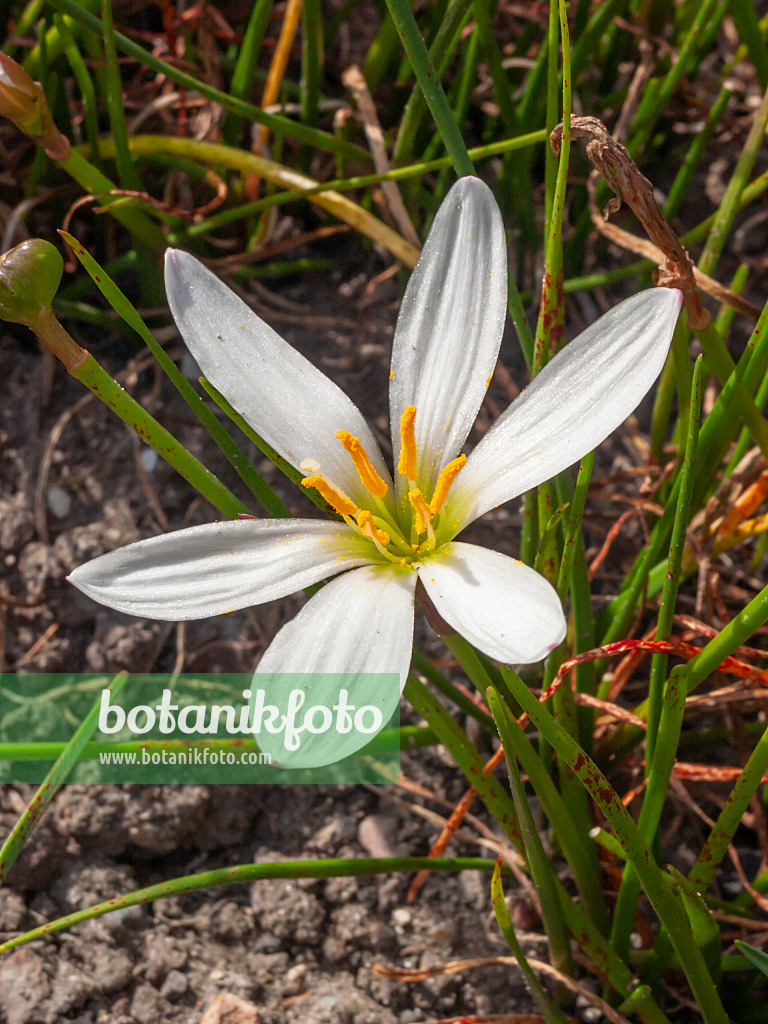 405076 - White rain lily (Zephyranthes candida)