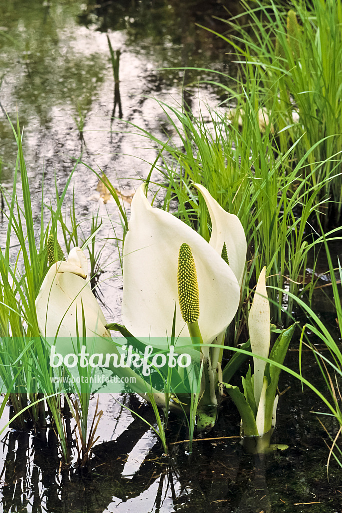 389028 - White skunk cabbage (Lysichiton camtschatcensis)