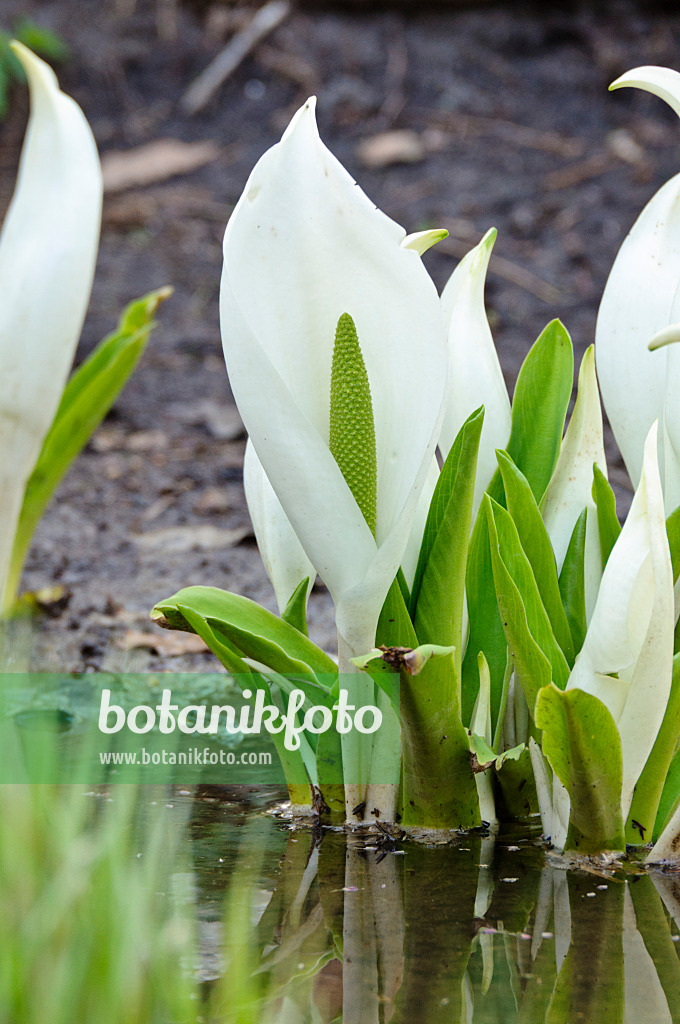 483152 - White skunk cabbage (Lysichiton camtschatcensis)