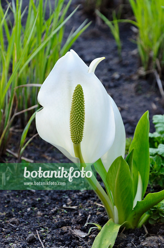 483190 - White skunk cabbage (Lysichiton camtschatcensis)