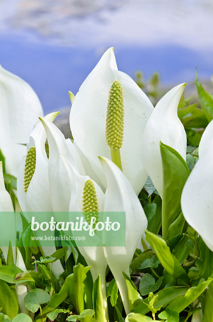 531184 - White skunk cabbage (Lysichiton camtschatcensis)