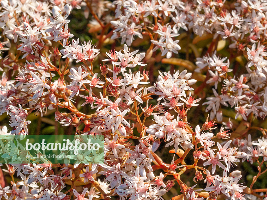 415010 - White stonecrop (Sedum album)