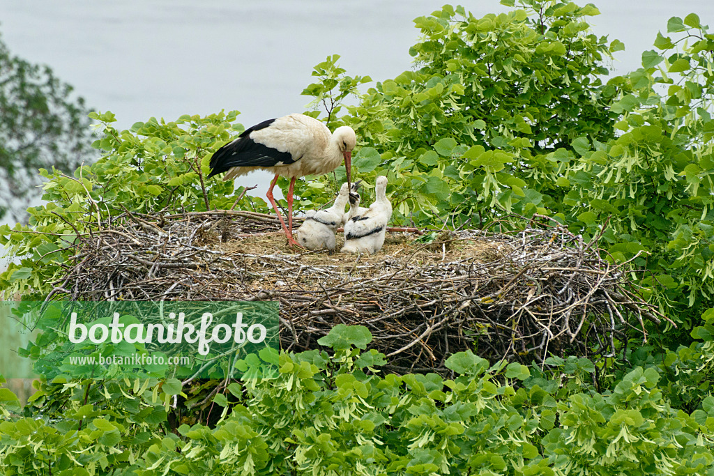 556156 - White stork (Ciconia ciconia) with three young birds