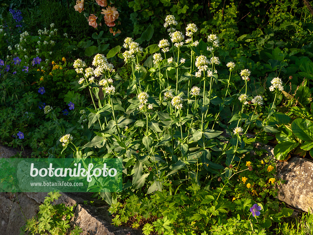 438197 - White valerian (Centranthus ruber 'Albus')