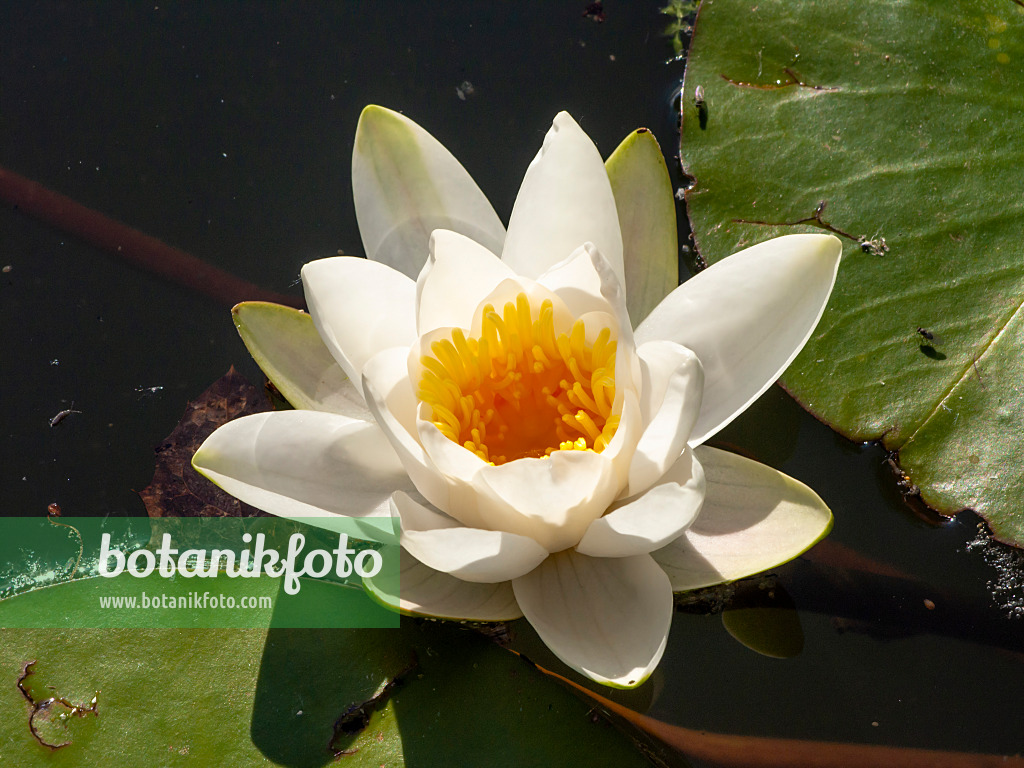 438212 - White water lily (Nymphaea alba)