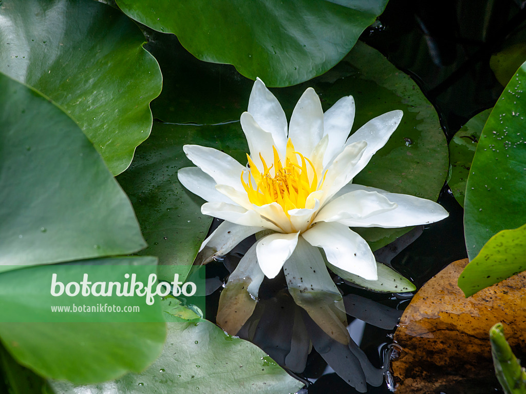 439172 - White water lily (Nymphaea alba)