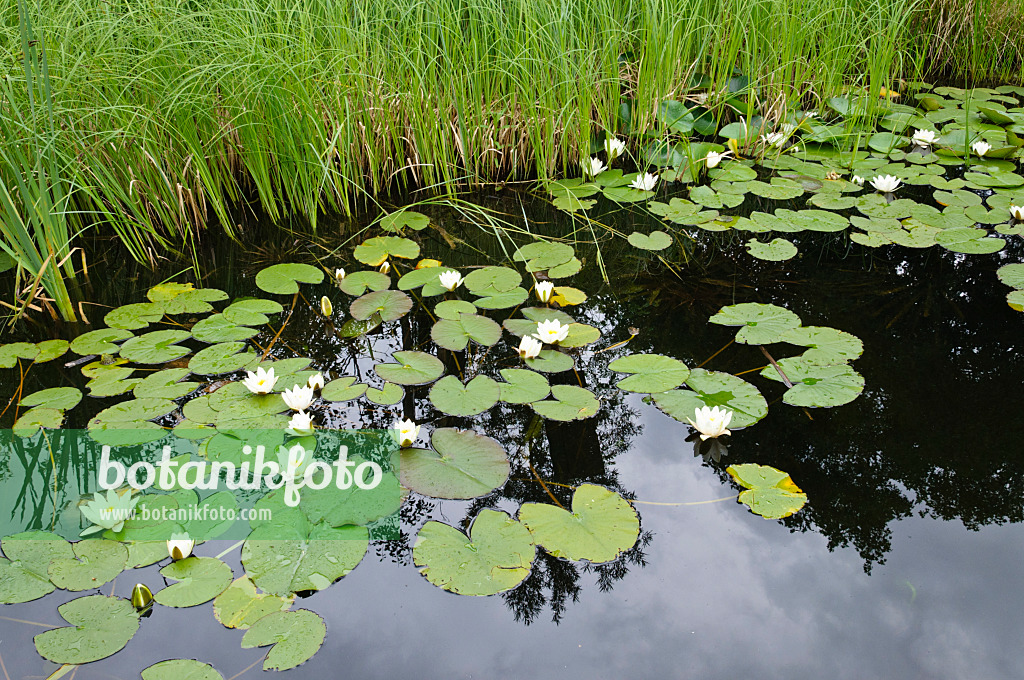 472434 - White water lily (Nymphaea alba)