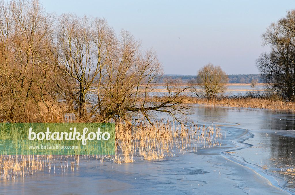 505001 - White willow (Salix alba) and common reed (Phragmites australis) on a flooded and frozen polder meadow, Lower Oder Valley National Park, Germany