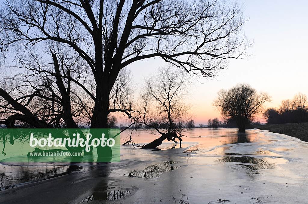 505003 - White willow (Salix alba) on a flooded and frozen polder meadow, Lower Oder Valley National Park, Germany