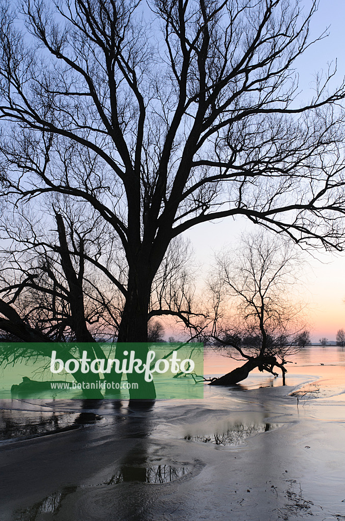 505004 - White willow (Salix alba) on a flooded and frozen polder meadow, Lower Oder Valley National Park, Germany