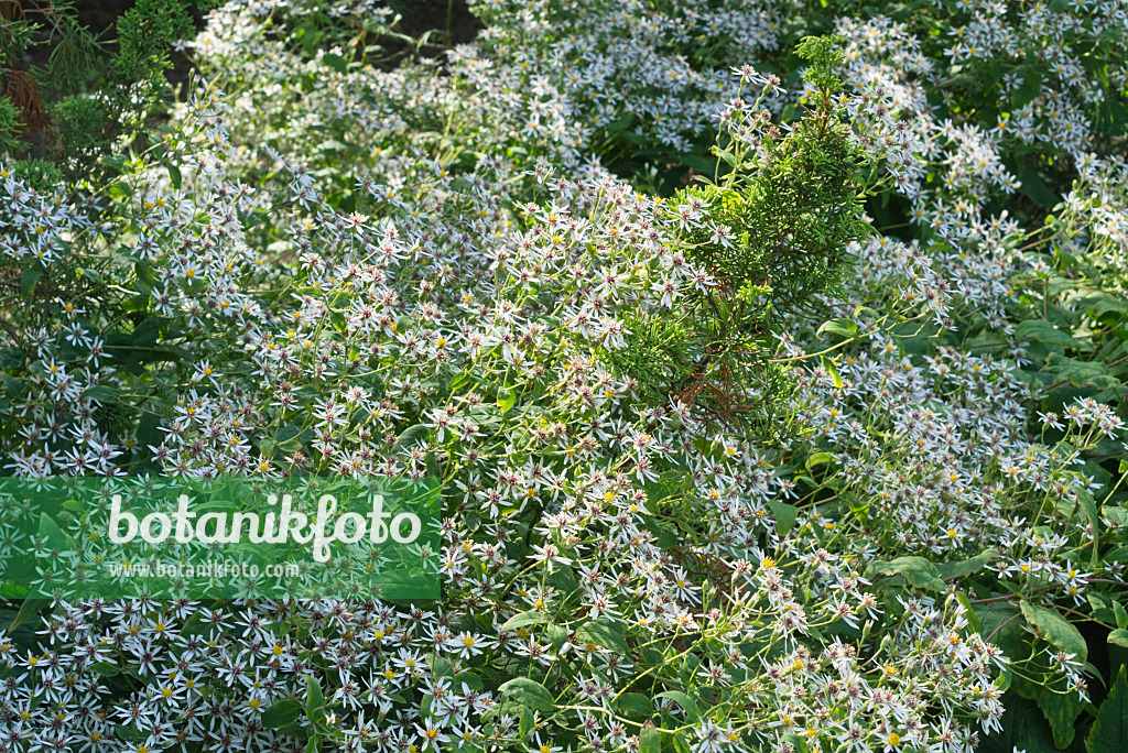 595030 - White wood aster (Aster divaricatus)