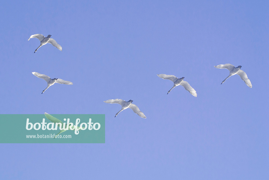 529009 - Whooper swans (Cygnus cygnus), Lower Oder Valley National Park, Germany