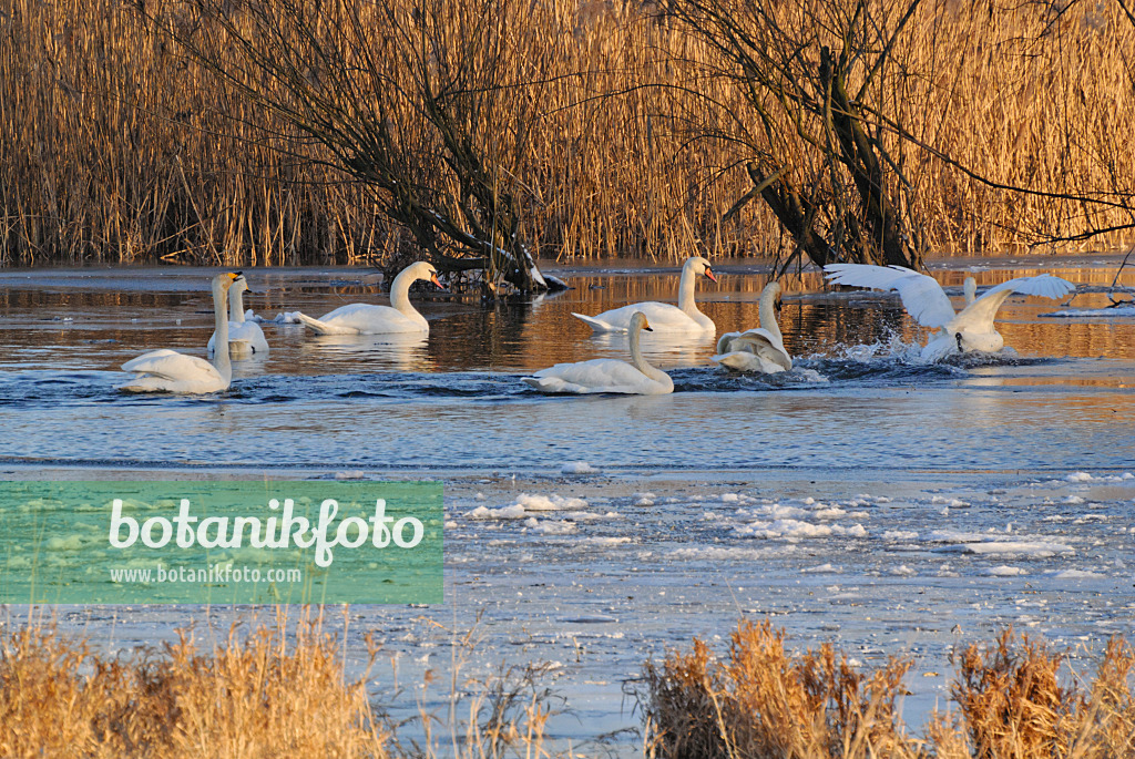 529010 - Whooper swans (Cygnus cygnus) and mute swans (Cygnus olor), Lower Oder Valley National Park, Germany