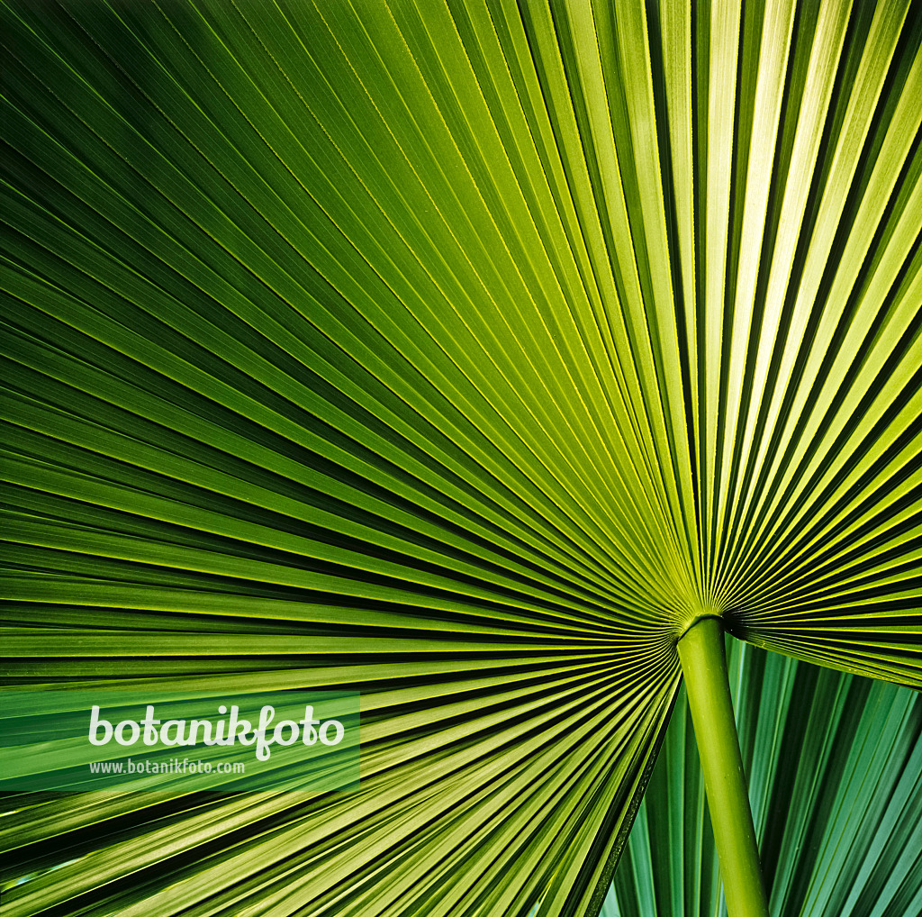 253003 - Widely spread palm leaf with stalk in various green shades