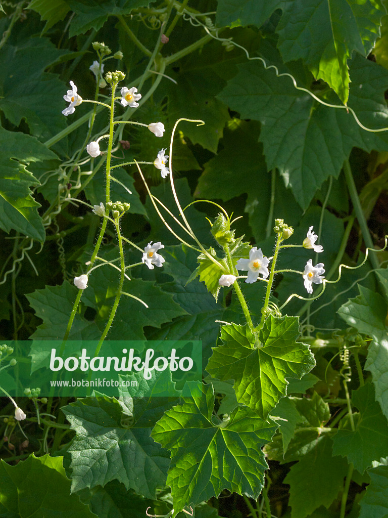 405077 - Wild balsam apple (Echinopepon wrightii)