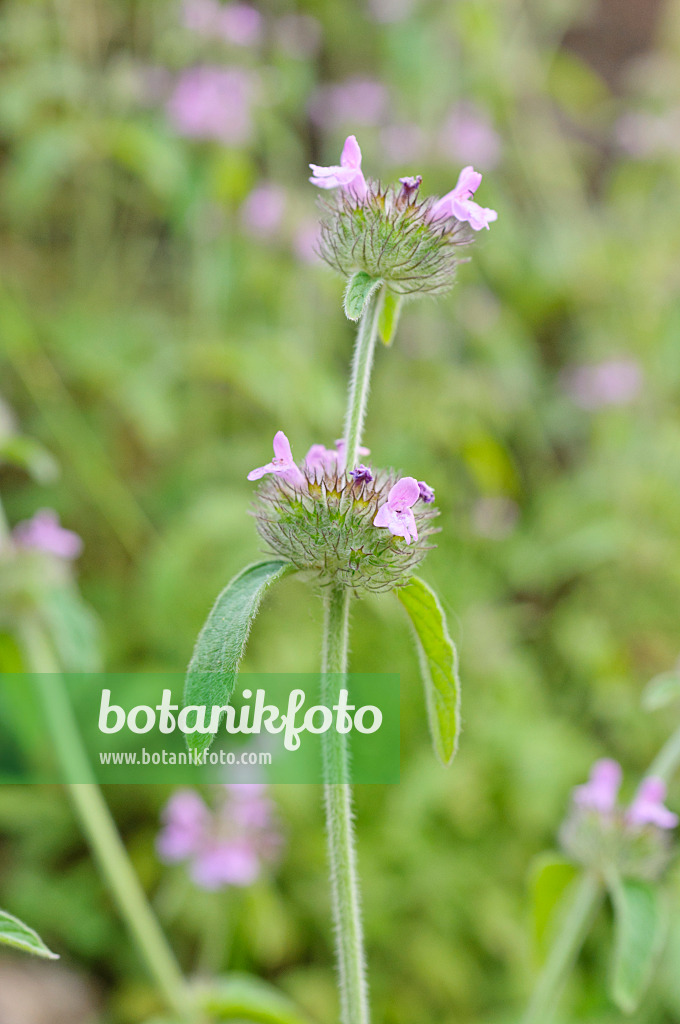 485178 - Wild basil (Clinopodium vulgare syn. Satureja vulgaris)