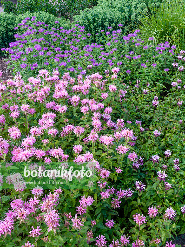 462020 - Wild bergamot (Monarda fistulosa)