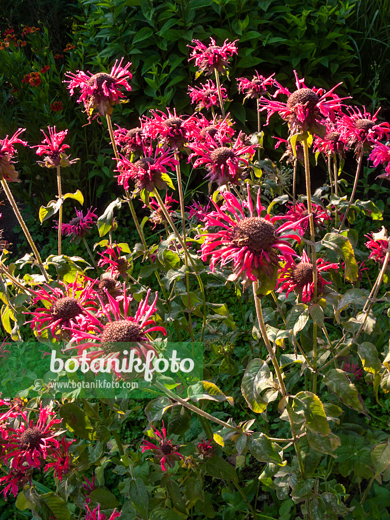 416027 - Wild bergamot (Monarda fistulosa 'Feuerschopf')