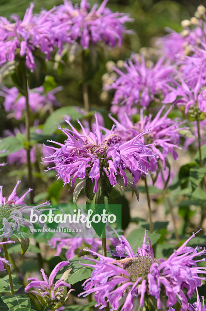 497104 - Wild bergamot (Monarda fistulosa 'Sioux')