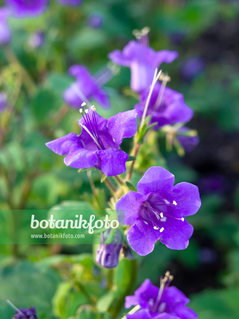 427257 - Wild Canterbury bells (Phacelia minor)