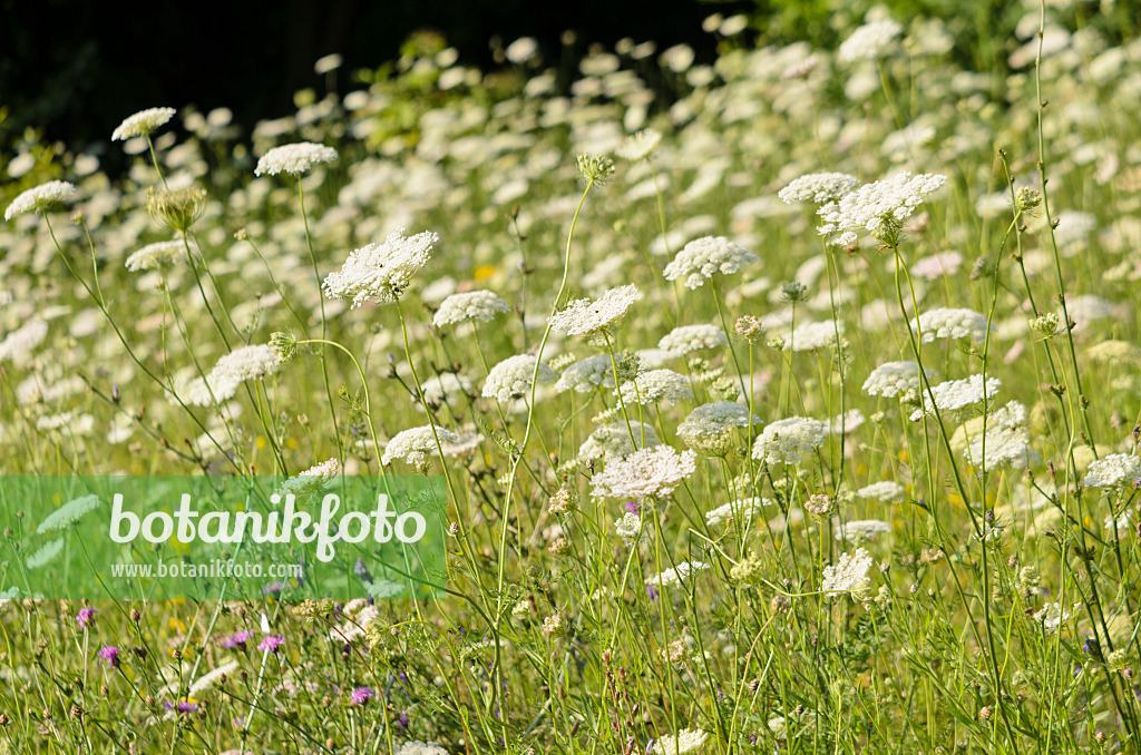 570116 - Wild carrot (Daucus carota)