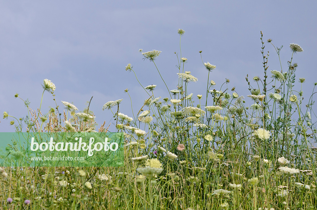 570121 - Wild carrot (Daucus carota)