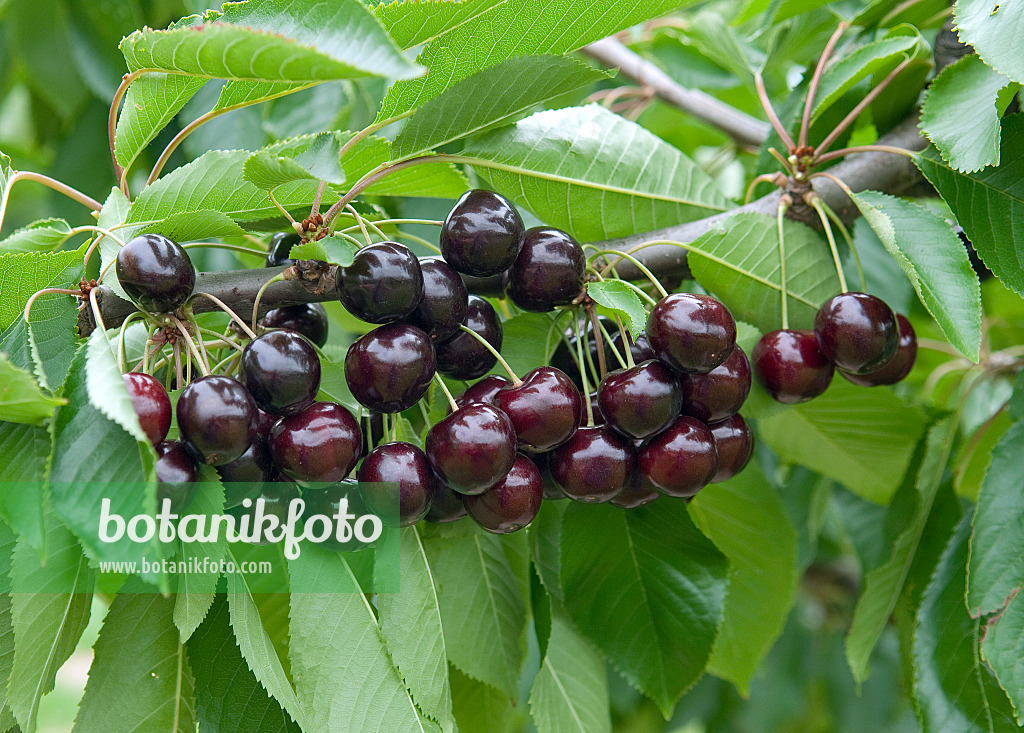 535358 - Wild cherry (Prunus avium 'Bing')