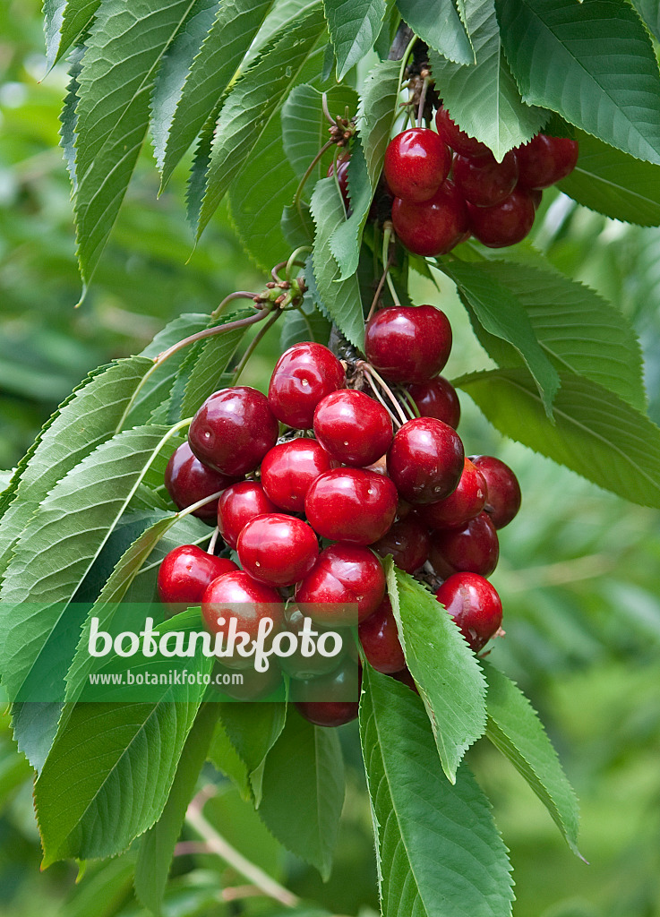 502346 - Wild cherry (Prunus avium 'Lapins')