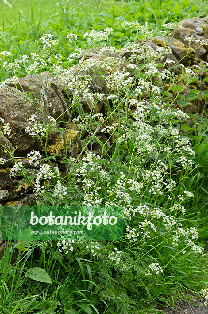 533499 - Wild chervil (Anthriscus sylvestris) at a mossy stone wall