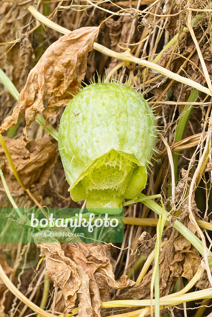 561076 - Wild cucumber (Echinocystis lobata)