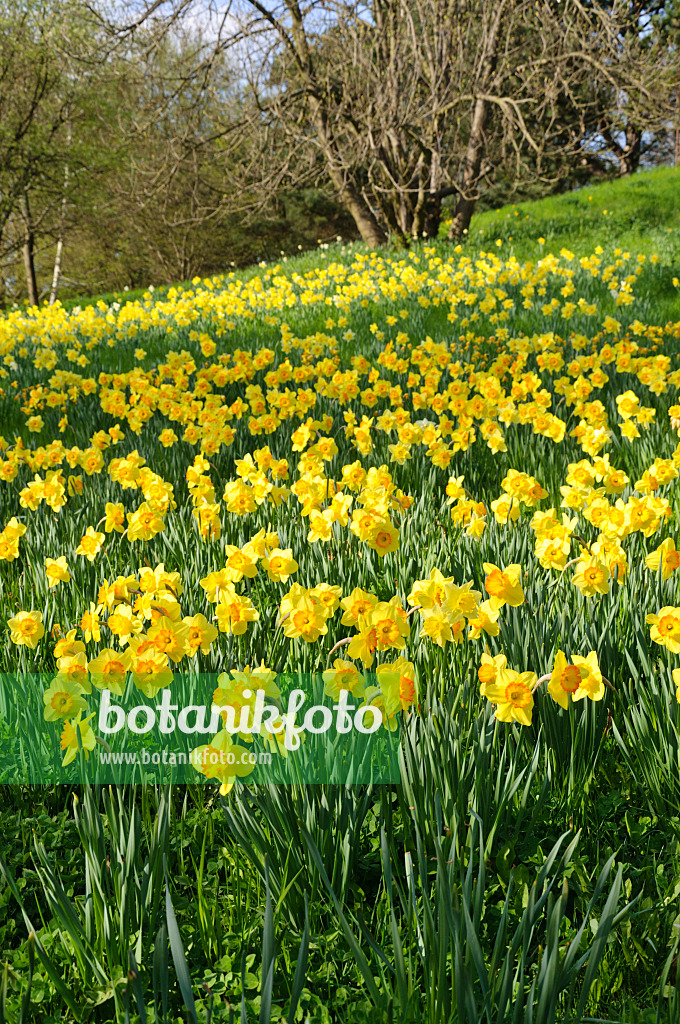 483242 - Wild daffodils (Narcissus pseudonarcissus)