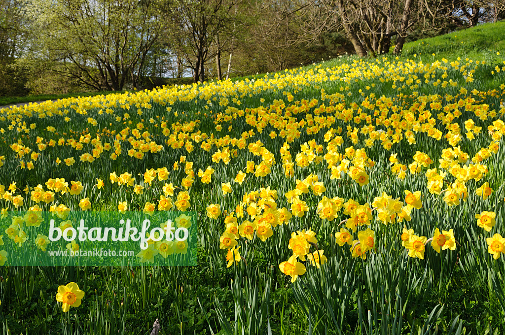 483243 - Wild daffodils (Narcissus pseudonarcissus)