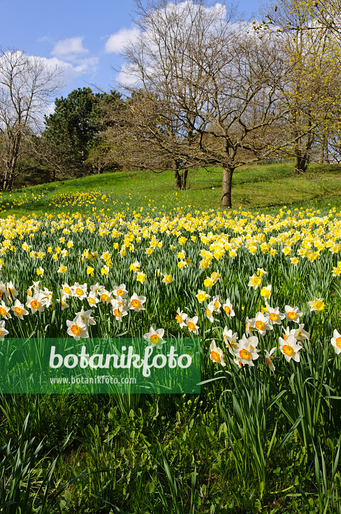 483245 - Wild daffodils (Narcissus pseudonarcissus)