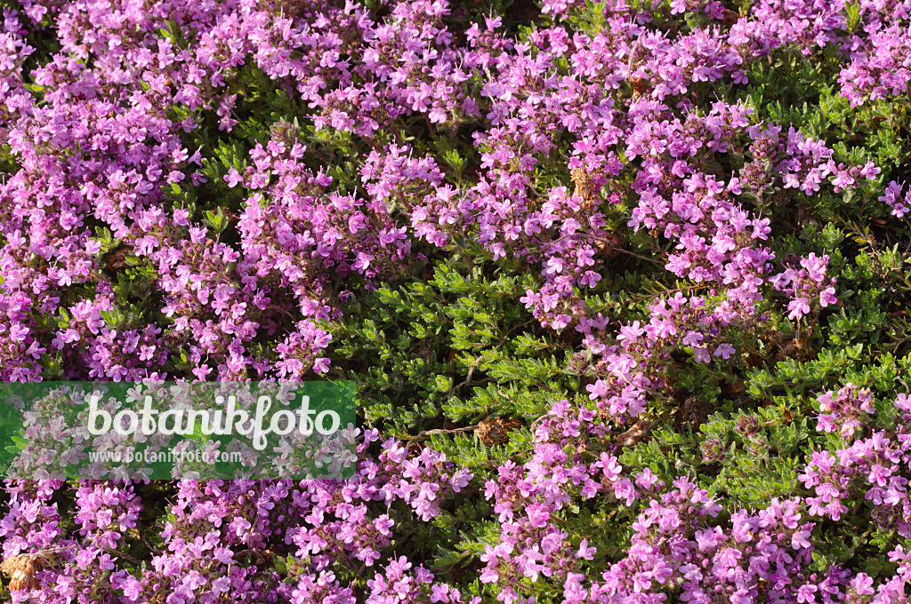 472244 - Wild thyme (Thymus serpyllum 'Atropurpureum')