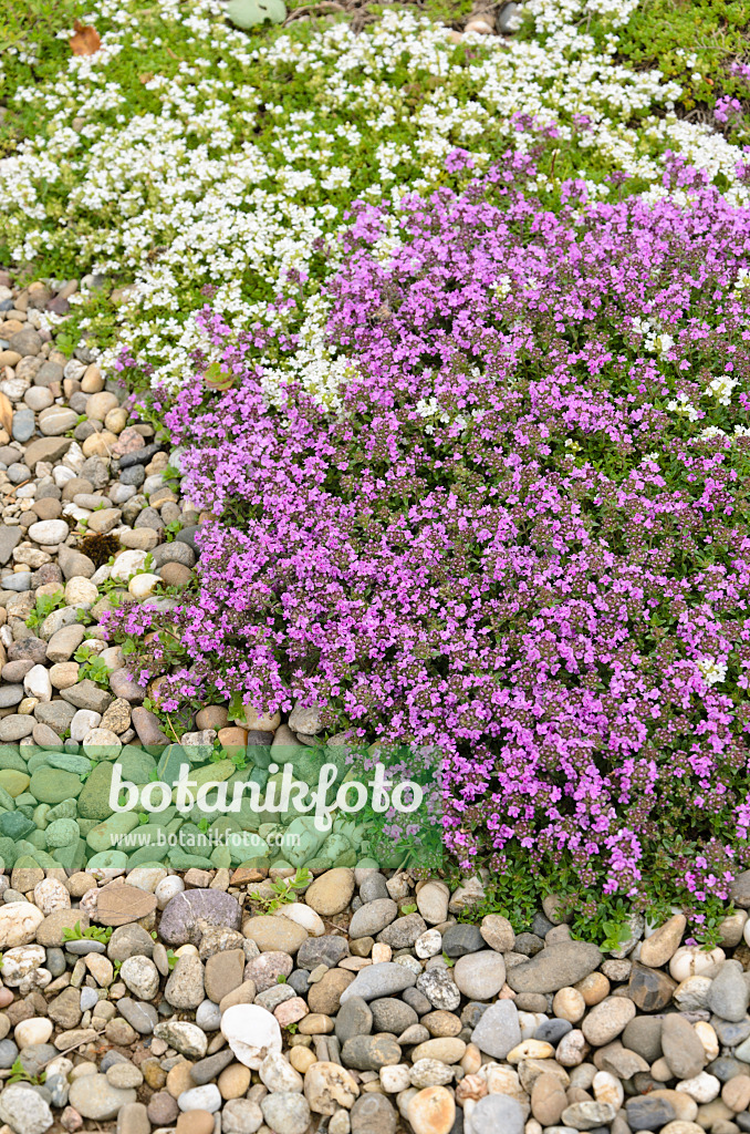 521267 - Wild thyme (Thymus serpyllum 'Coccineus' and Thymus serpyllum 'Alba')