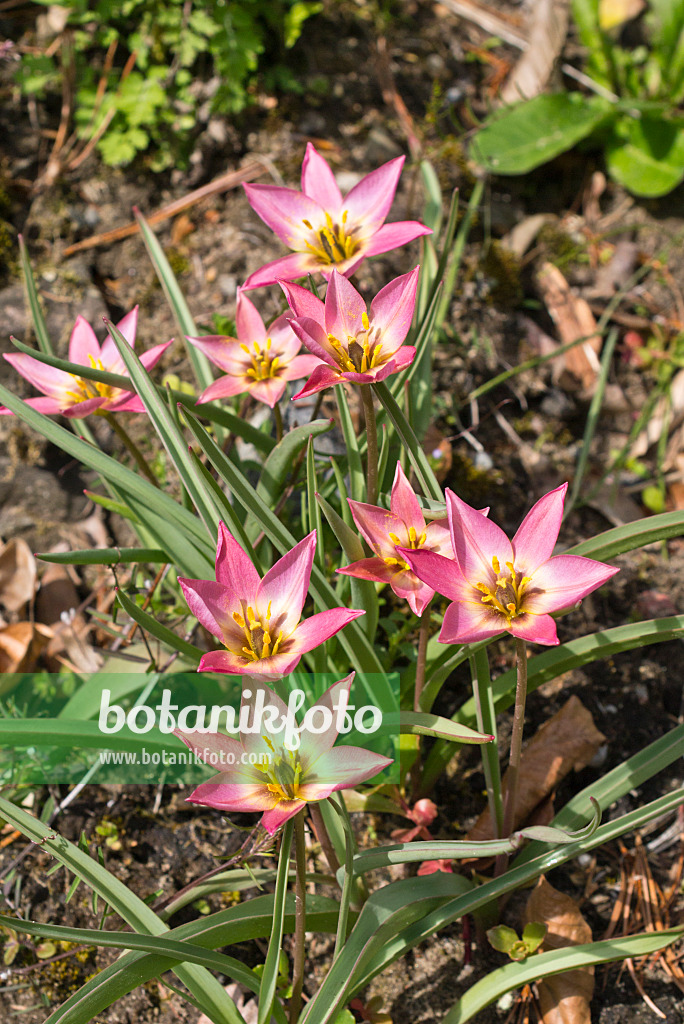 556092 - Wild tulip (Tulipa aucheriana)