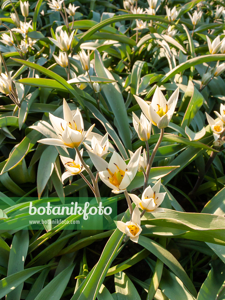 400068 - Wild tulip (Tulipa bifloriformis)