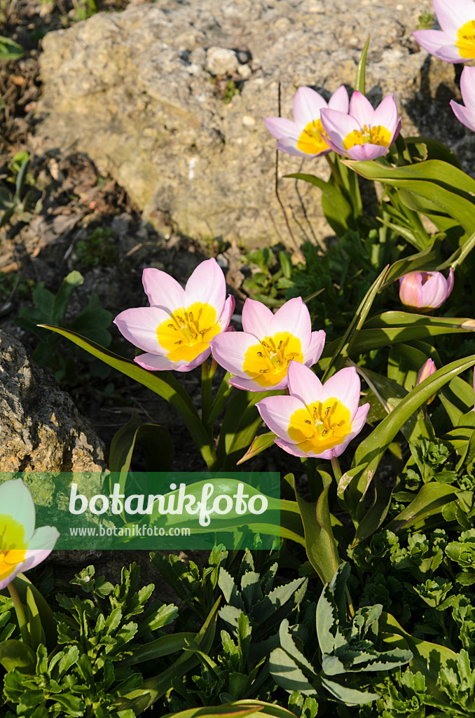 495237 - Wild tulip (Tulipa saxatilis 'Lilac Wonder' syn. Tulipa bakeri 'Lilac Wonder')