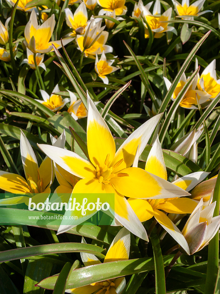 400114 - Wild tulip (Tulipa tarda)