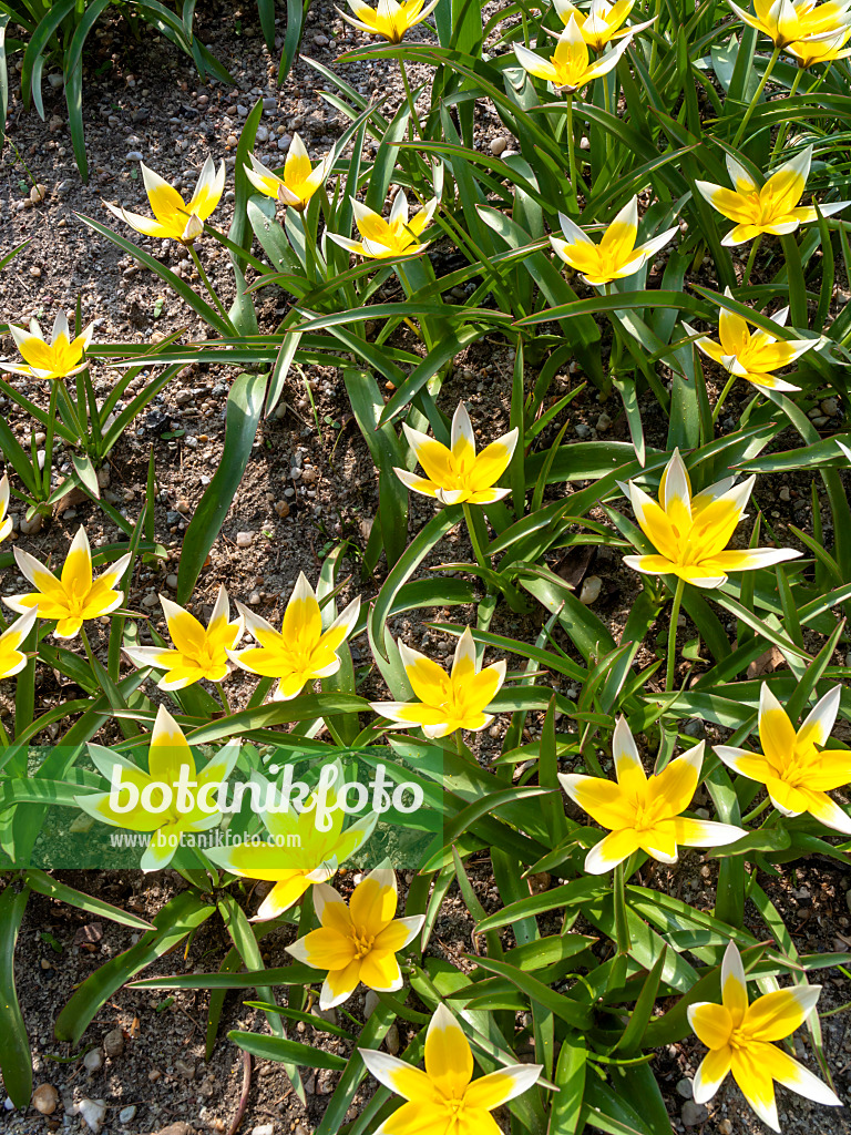 436255 - Wild tulip (Tulipa tarda)