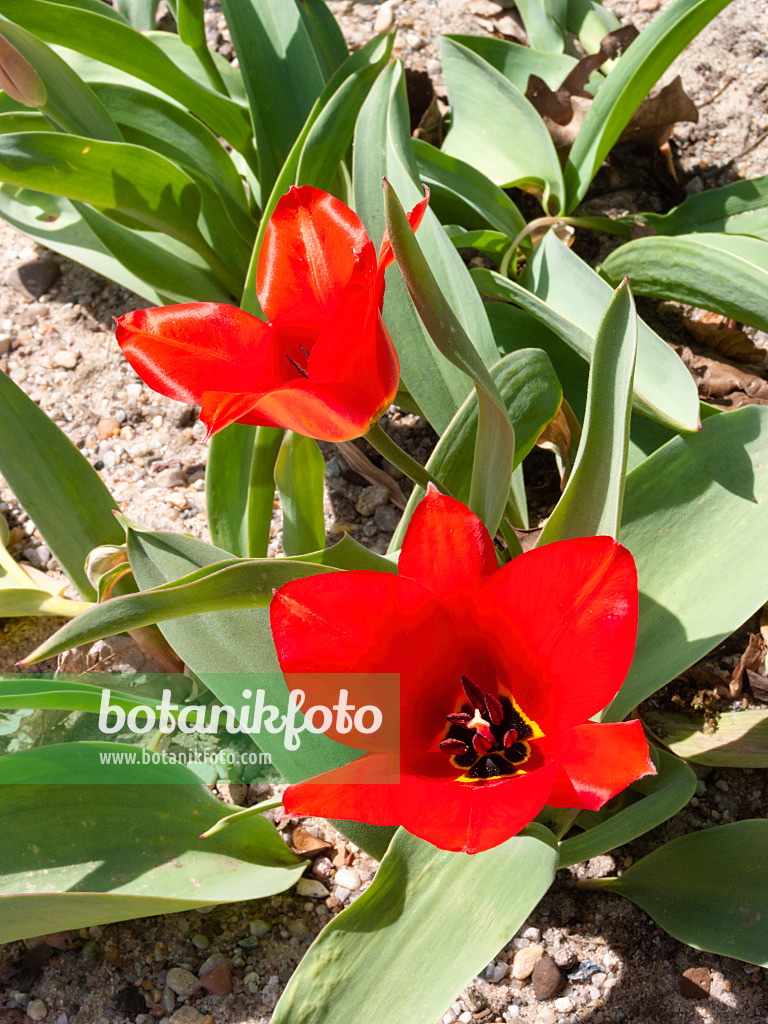 400123 - Wild tulip (Tulipa undulatifolia)