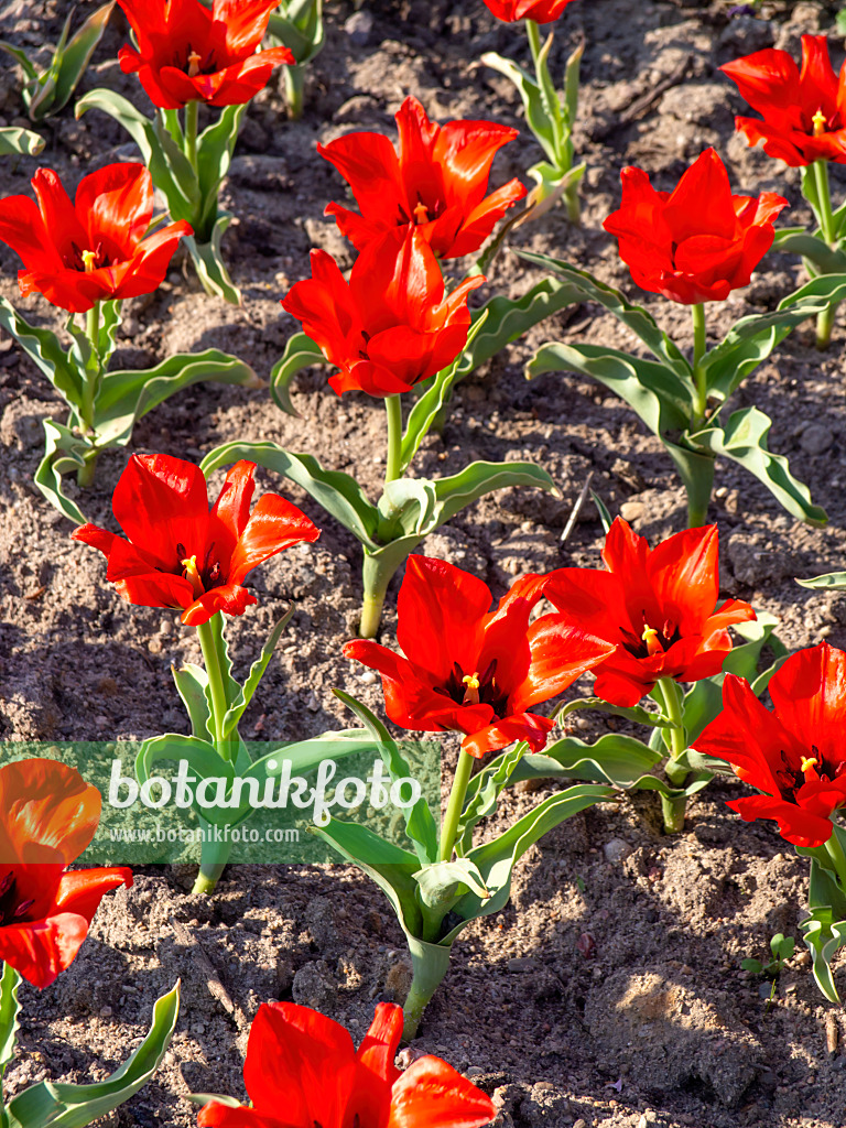 437144 - Wild tulip (Tulipa vvedenskyi)